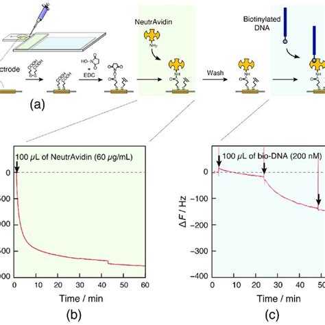 A Schematic Illustration Of Dna Immobilization Process On The Qcm Download Scientific Diagram