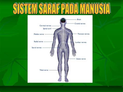 Sistem Saraf Manusia 2