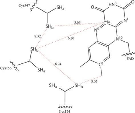 Electron Densities In The Sulfide Oxidation Site The Protein Monomer