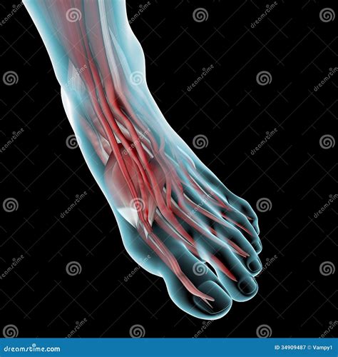 Deltoid Foot Ligament Stock Illustrations – 9 Deltoid Foot Ligament