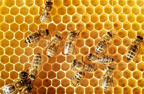 Honey Bee Catseye Pest Control