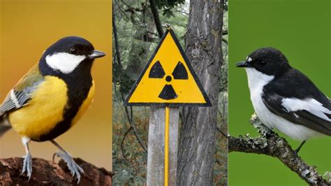 Chernobyl's Songbirds Expose the Effects of Nuclear Radiation on Animals, According to Study