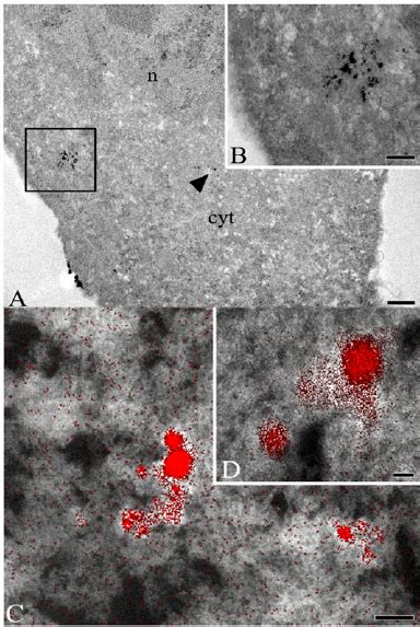 Dynamic monitoring of the cellular response from target human cancer ...