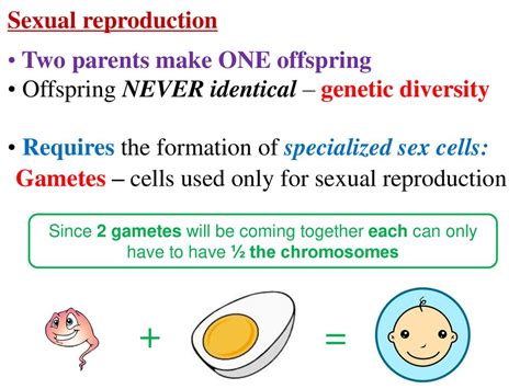 Cell Division Gamete Formation Ppt Download