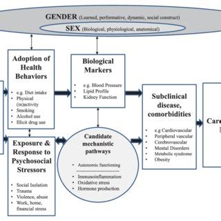 Figure Gender And Sex As Determinants Of Cardiovascular Health