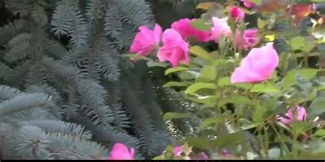 HELP MY WIFE Blonde In Fishnets Cuckolds Old Husband Tnaflix