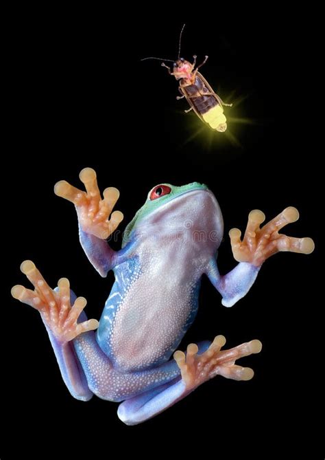 Eldfluga arkivfoto. Bild av stillhet, disigt, gräs, nighttime - 40253504