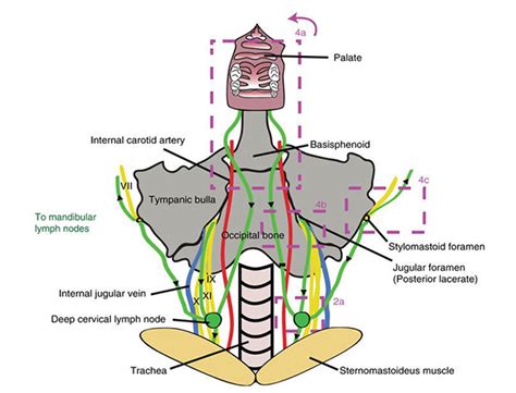 Cervical Lymph Nodes Mouse