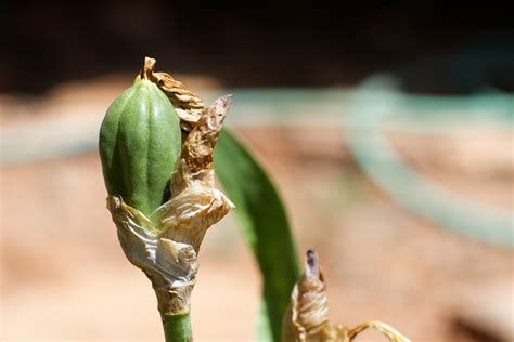 Free Images Nature Leaf Flower Green Insect Flora Fauna