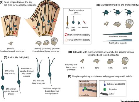 Basal Progenitor Morphology And Neocortex Evolution Trends In