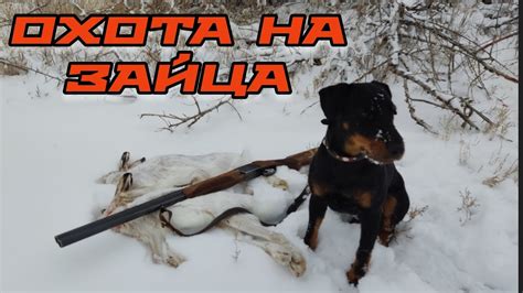 Охота на зайца с ягдтерьером. Сдвоенный выстрел. Jagdterrier - YouTube
