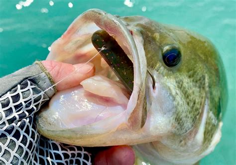 How to Rig and Fish Tube Baits - USAngler