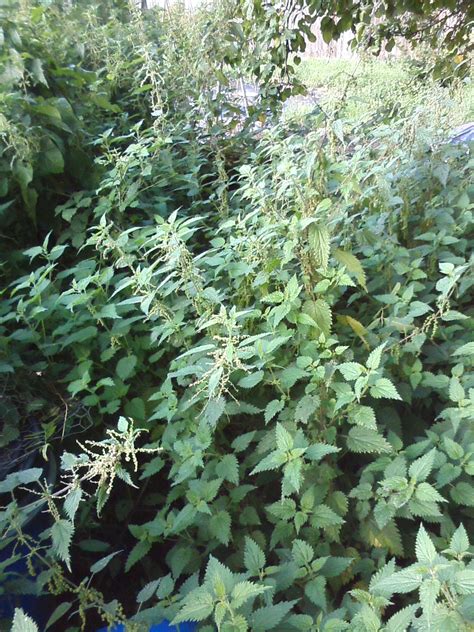 New strategies – From weeds to feeds