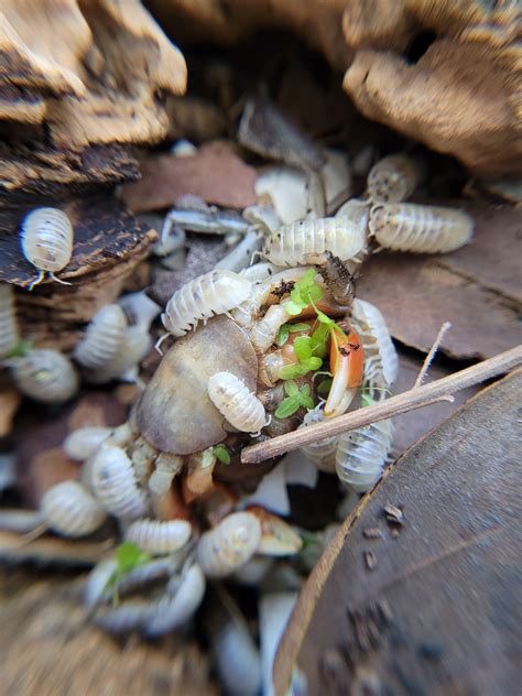 Crab For Dinner Risopods