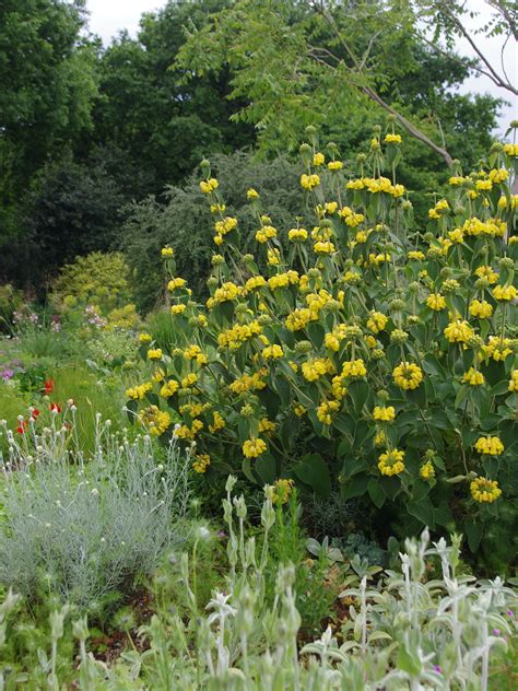 Phlomis Edward Bowles Beth Chatto S Plants Gardens