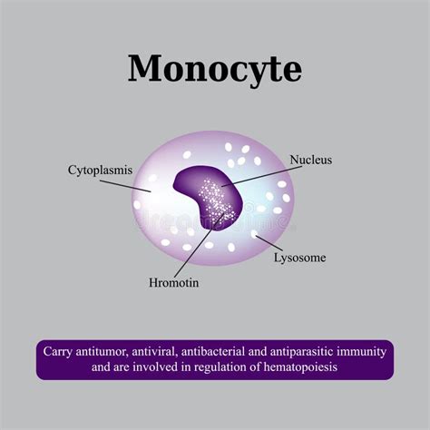 Monocyte Structure