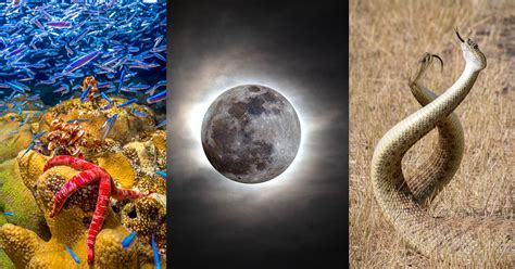 Photo Contest Celebrates The Scientific Wonders Of Earth And Beyond