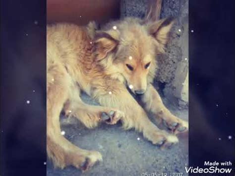 Четыре лапы Ташкент приют. Животное друг человека. - YouTube