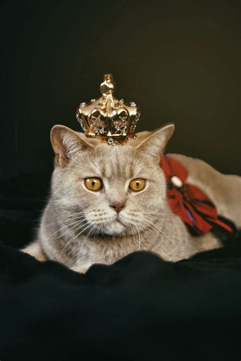 British Shorthair Breeders Indiana | Kittens & Cats for Sale