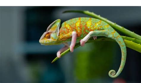 Baby Chameleon Not Eating? Quick Solutions, Tips & Challenges – HowToAnimal