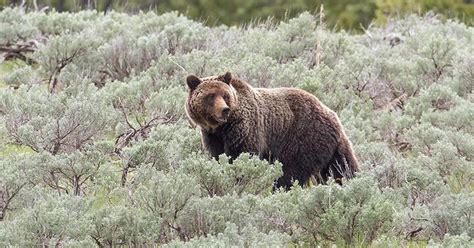 Biden Administration Proposes Grizzly Reintroduction In North Cascades