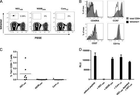 Proliferation and maturation of HCV specific CD8 ϩ T cells from healthy