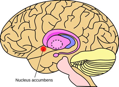 Nucleus Accumbens Wikiwand
