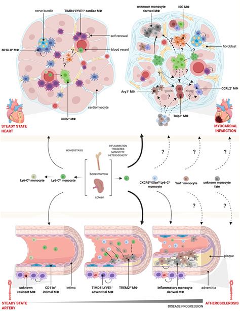 Monocyte And Macrophage Heterogeneity In Steady State And Download