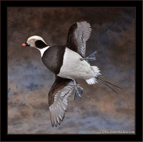 Old Squaw Mounts Waterfowl Taxidermy Exceptional Quality Birdman Studios