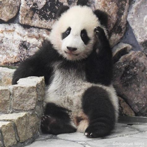 Tiny Panda Cute Panda Cute Funny Animals Funny Cute Nature Animals