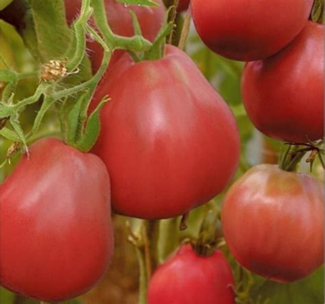 Томат Японский трюфель: отзывы, фото, описание сорта,