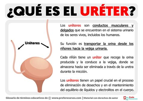 Qu Son Los Ur Teres Definici N De Ur Ter