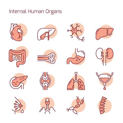 Conjunto De Iconos Vectoriales Lineales De Color De Rganos Humanos 2024