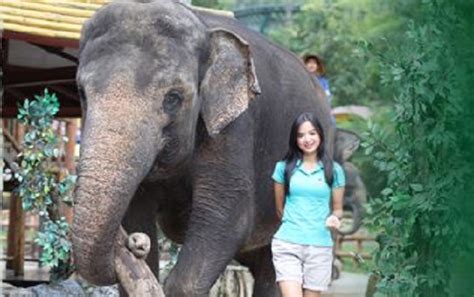 Liburan Ke Taman Safari Bogor 6 Pertunjukan Satwa Ini Tak Boleh Dilewatkan