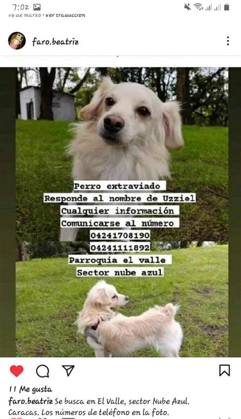 Isawissex On Twitter Rt Alearisteguieta Rt Lo Siguen Buscando