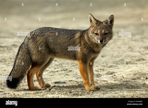 South American Gray Fox Lycalopex Griseus Patagonia Argentina
