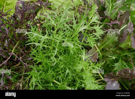 Brassica Rapa Var Niposinica Fresh Leaves Stock Photo Alamy