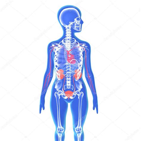 Ilustración 3d De La Silueta De Un Cuerpo Humano Femenino Que Muestra