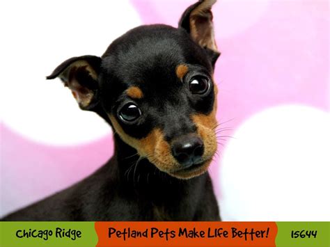 Miniature Pinscher Dog Female Black Rust 2737925 Petland Pets