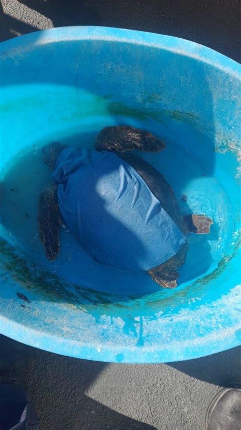 Siracusa Salvata Caretta Caretta Impigliata In Una Rete Da Pesca Cos