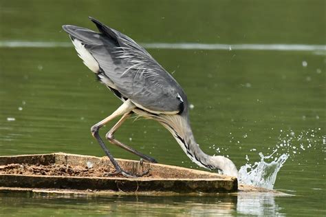 R Héron cendré Domaine des oiseaux Fred Léal Flickr