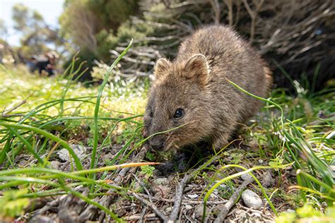 Meet Wa S Homegrown Selfie Star The Rottnest Quokka Rac Wa