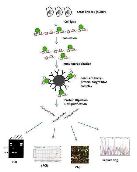 Chromatin Immunoprecipitation