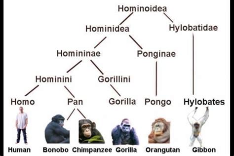 Familia Hominidae - Hominidae - Alchetron, The Free Social Encyclopedia