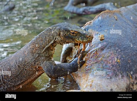 Komodo Dragon Eating A Pig