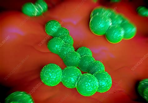 Mrsa Bacteria Stock Image F012 1661 Science Photo Library