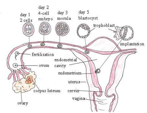 Embryonic Development Female Reproductive System Genetic Engineering Info