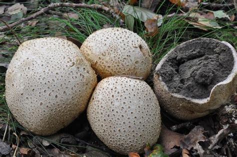 Гриб дождевик: описание и фото, лечебные свойства, особенности ...