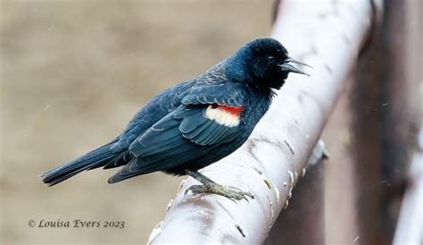 Monthly Program All About Tricolored Blackbirds — Golden Eagle Audubon