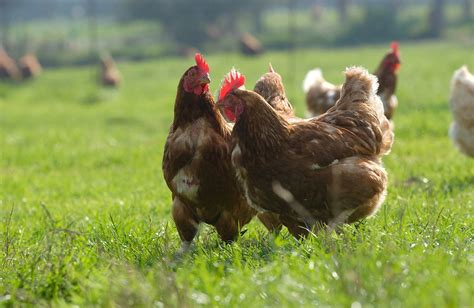 Nos Poules Notre Basse Cour Elevage De Poules Pondeuses